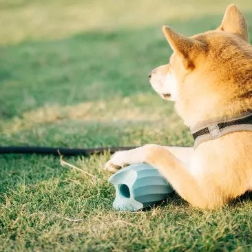 Food Ball Teasing Dog Teether Bite-resistant Pet Educational Toy